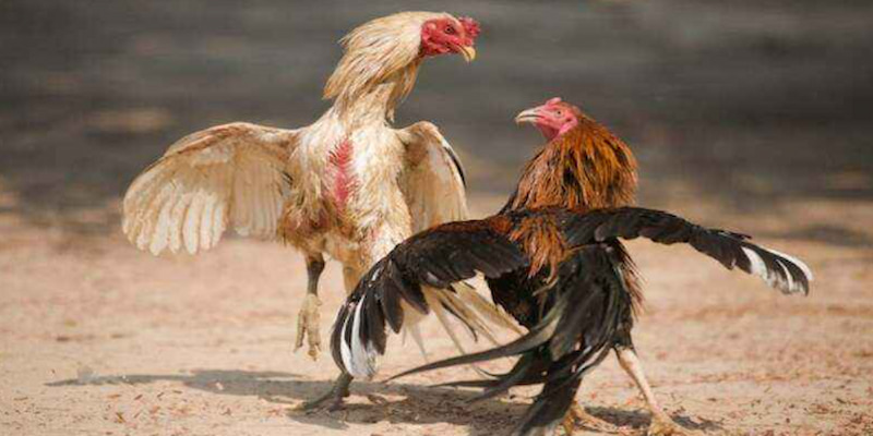 Nuôi Gà Trong Phỏm Biendo